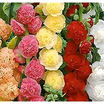 100pcs Rare Twin Red White Rose Flower Seeds for Planting